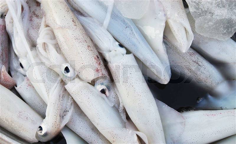 Close up of Squid in rural market, stock photo
