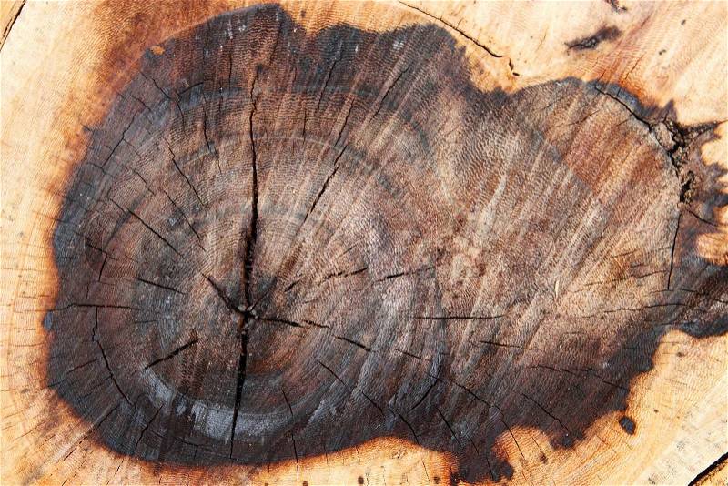 Cut cross section of wood,crack wood pattern, stock photo