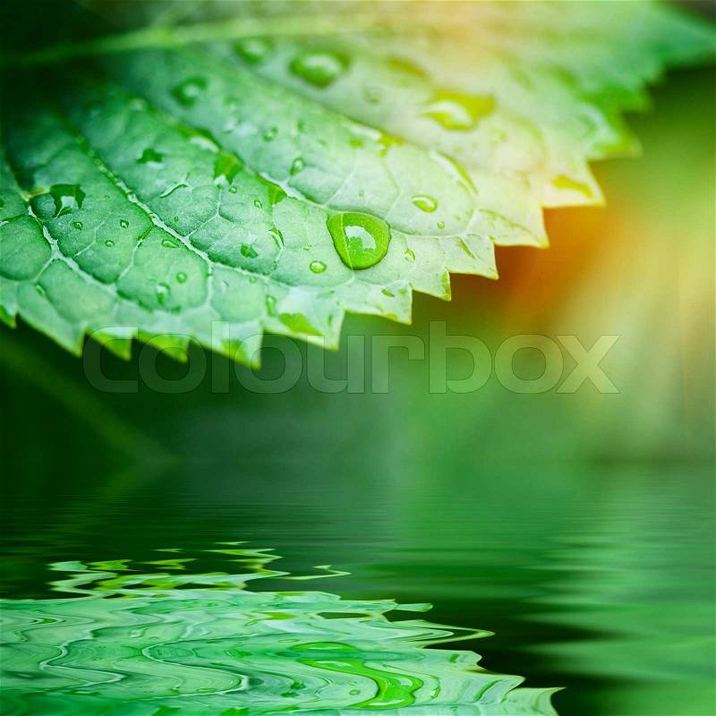 Green leaves reflected in water closeup, stock photo