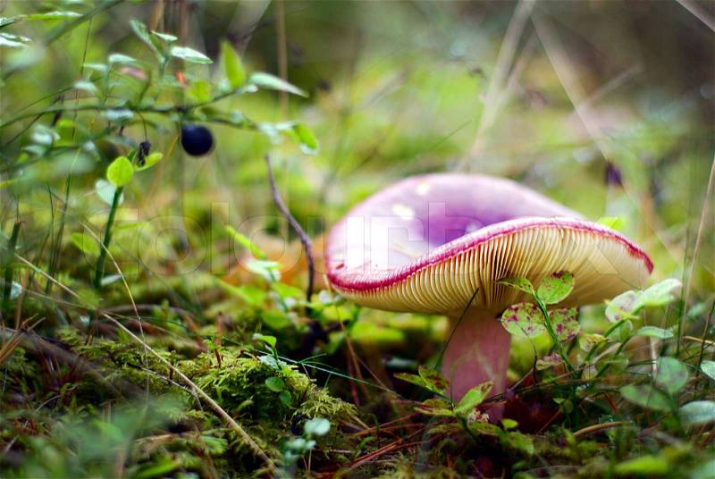 Beautiful edible mushroom in bright forest, close-up view, stock photo