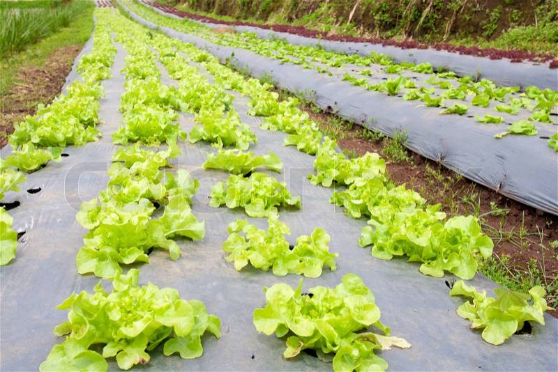 Vegetable garden ,with plastic film protected in land,The plastic film used vegetable insulation and prevent soil erosion, stock photo