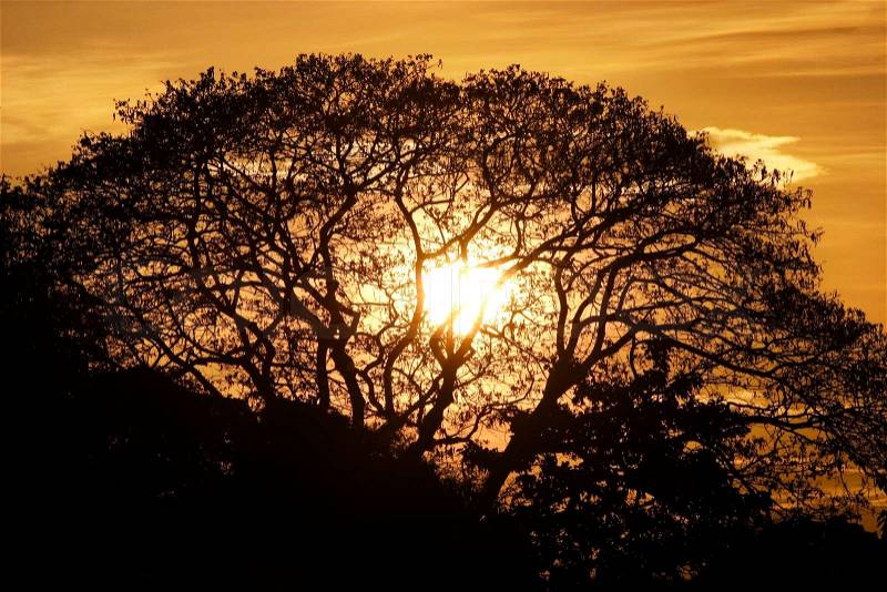 Silhouette of Albizia saman or vsaman, rain tree, monkeypod, giant thibet, inga saman, cow tamarind, East Indian walnut, Saman is a wide-canopied tree with a large symmetrical crown, stock photo