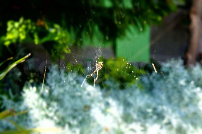 Una araña en mi Jardín, stock photo