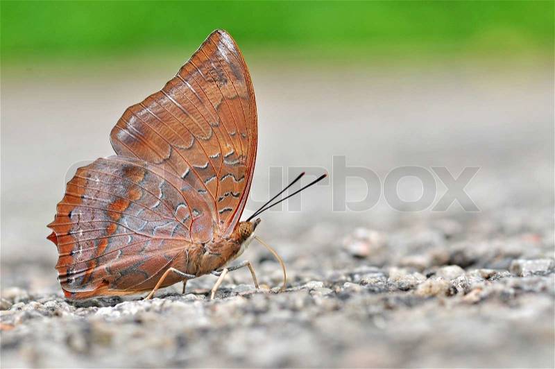 Red butterfly Tawny Rajah, Charaxes bernardus on road, stock photo