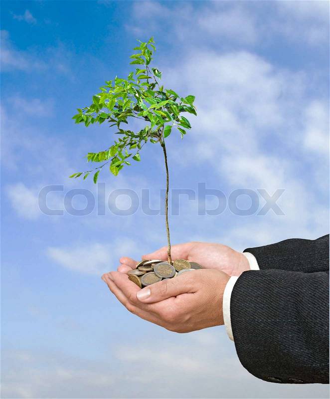 Young citrus tree growing from coins, stock photo