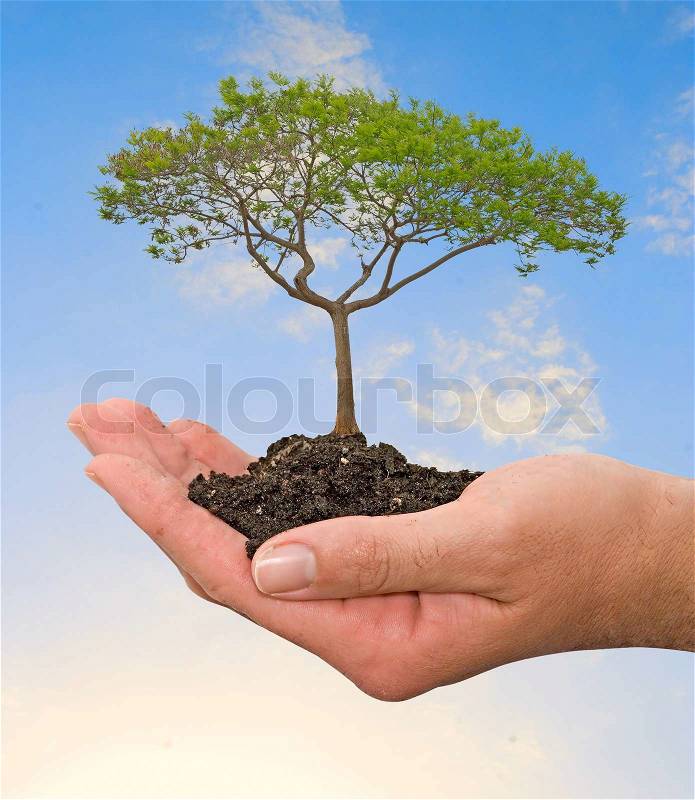 Tree in hand, stock photo
