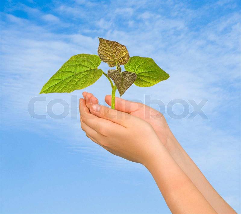 Sapling in palms as a symbol of nature protection, stock photo