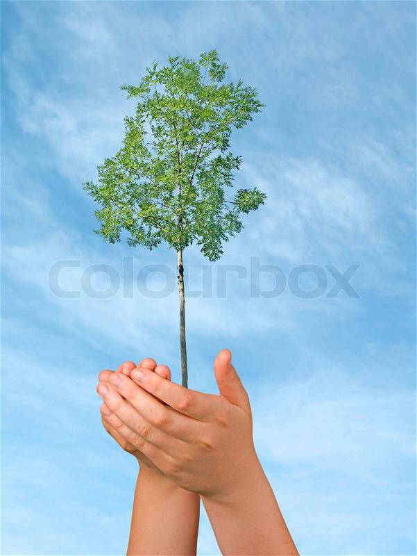 Tree in palms as a symbol of nature protection, stock photo