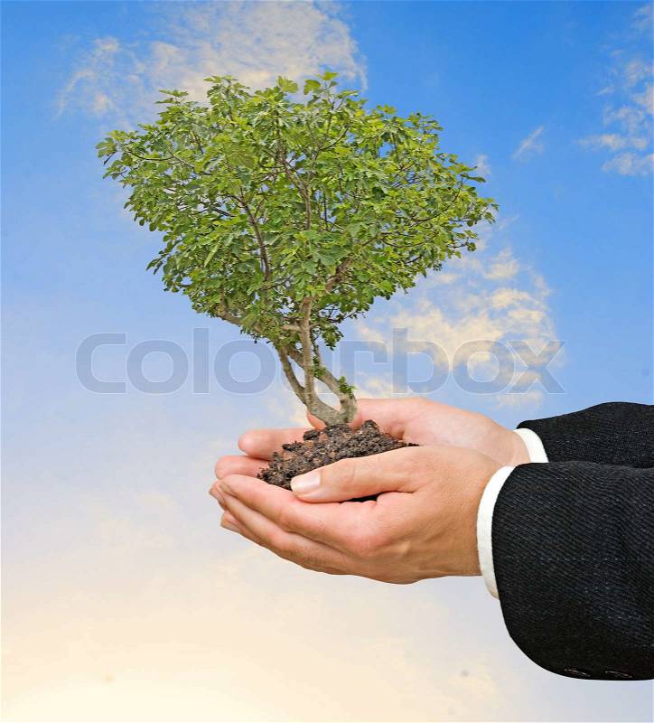 Tree in hands, stock photo