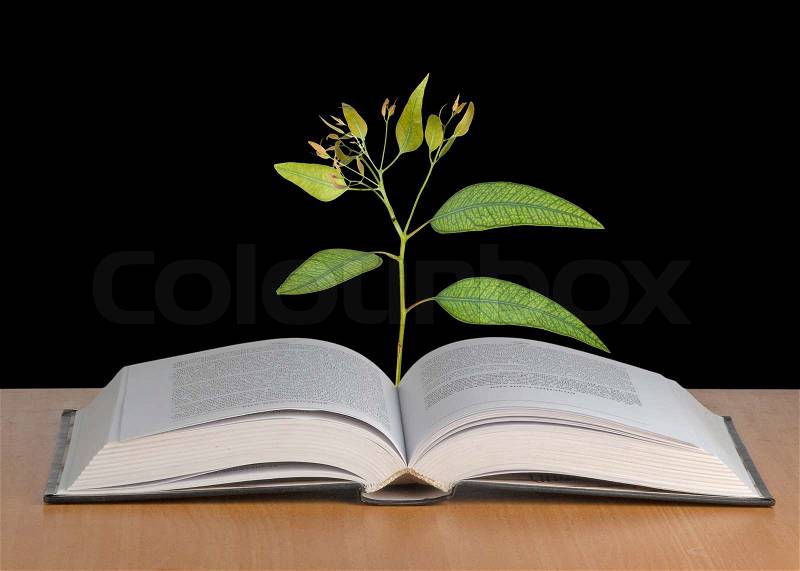 Sapling growing from open book, stock photo