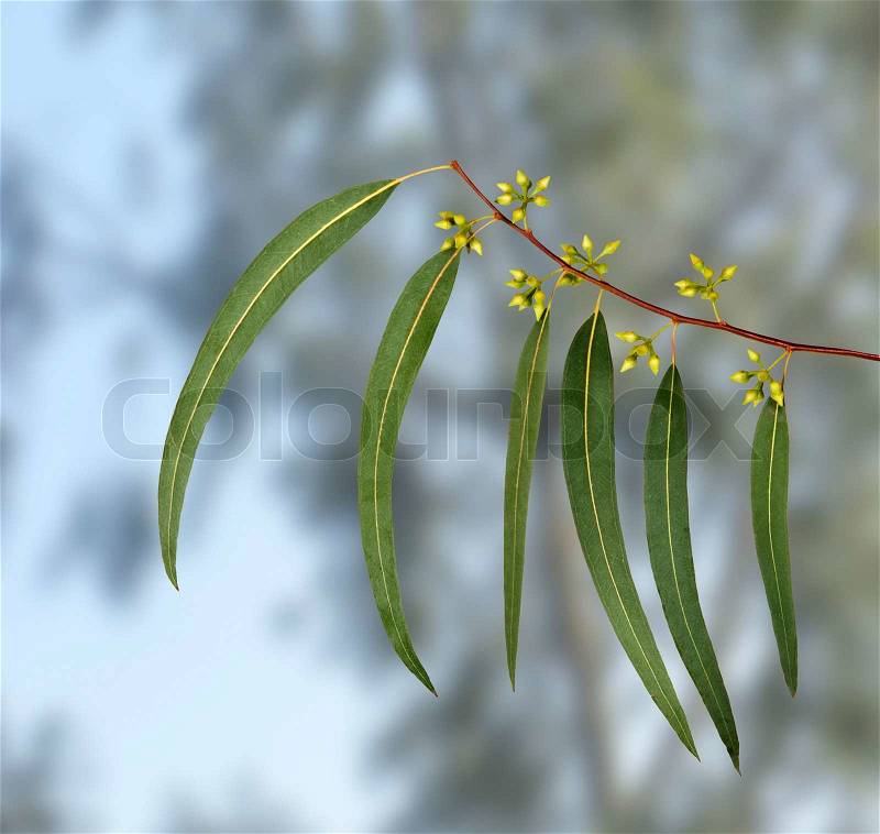 Eucalyptus branch, stock photo