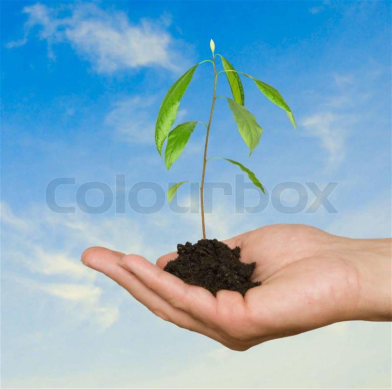 Avocado tree in palm as a symbol of nature protection, stock photo