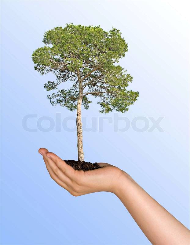 Pine tree in hand as a symbol of nature protection, stock photo