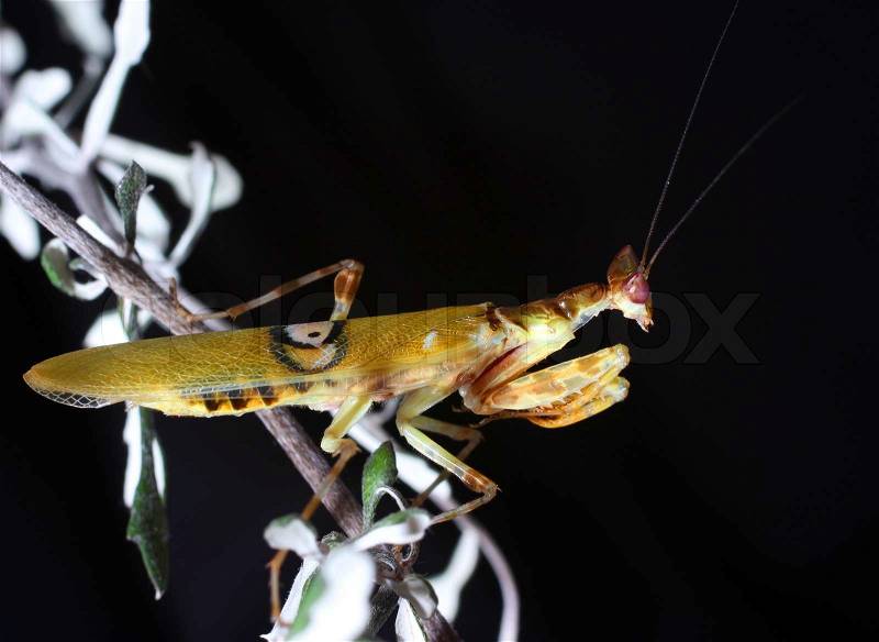 Flower Mantises are those species of praying mantis that mimic flowers.[1] Their coloration is an example of aggressive mimicry, a form of camouflage in which a predator\'s colours and patterns lure prey, stock photo