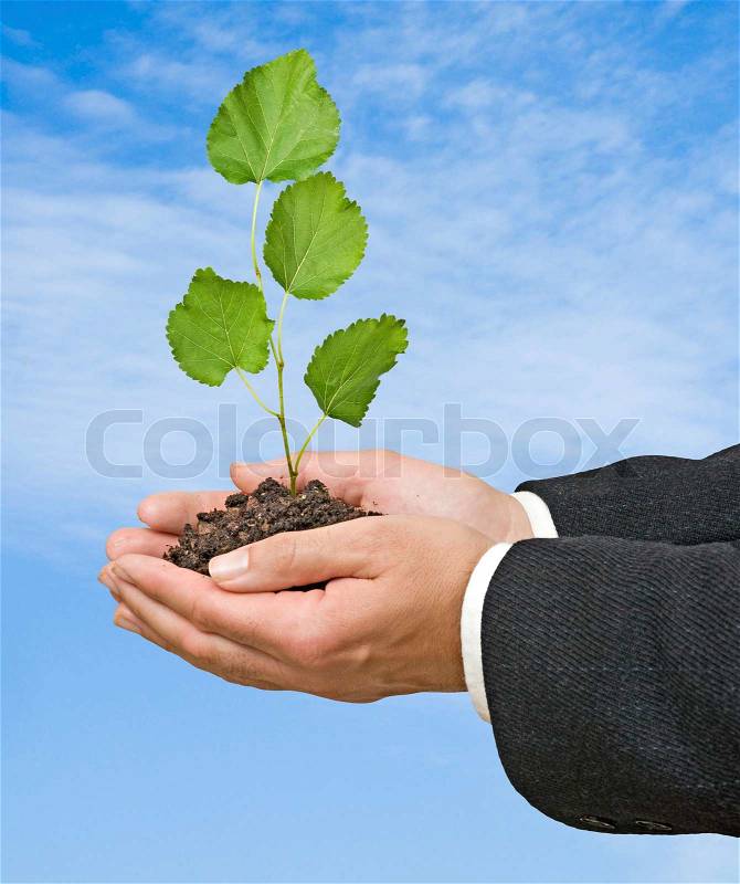 Sprout in palms as a symbol of nature protection, stock photo