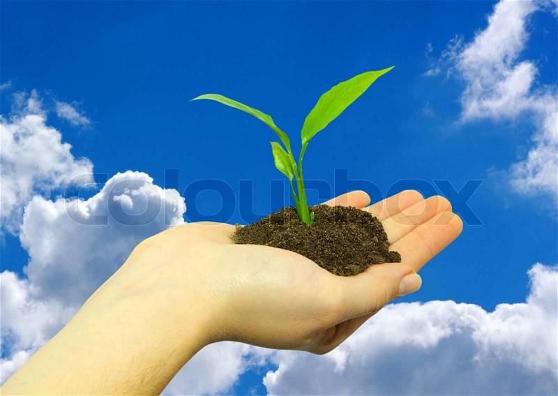 Plant in hand, stock photo