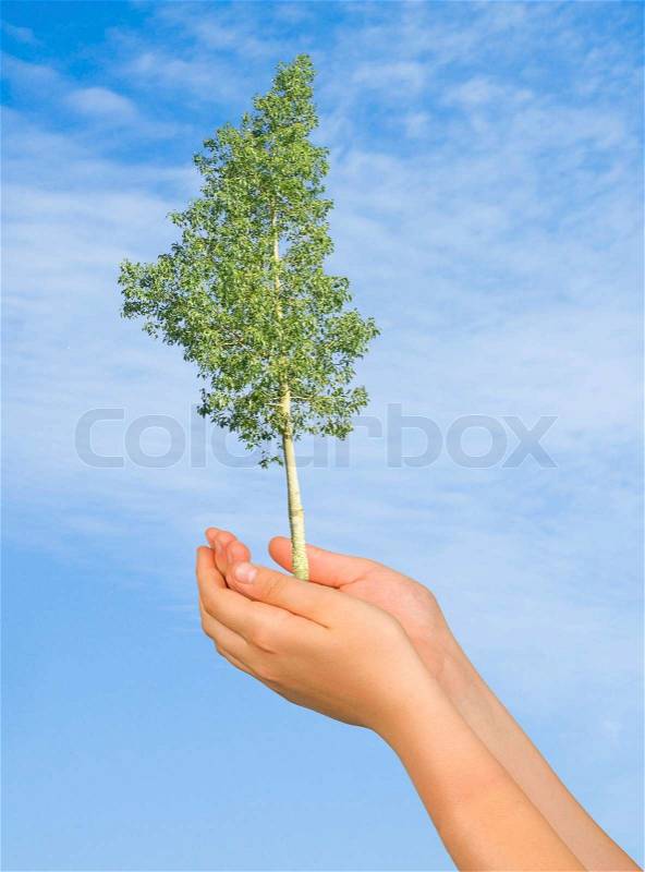Tree in palms as a symbol of nature protection, stock photo
