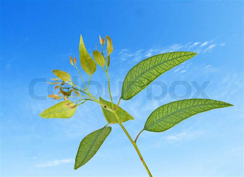 Eucalyptus branch on sky background, stock photo