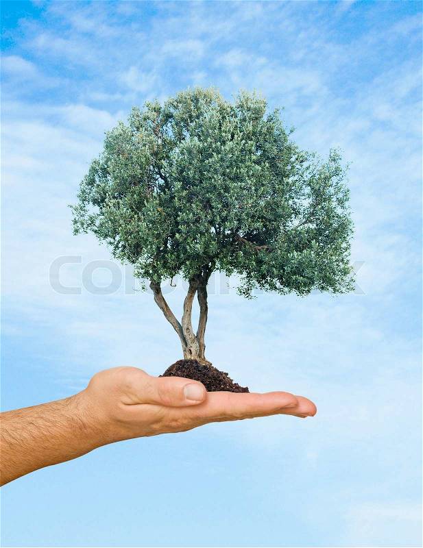 Olive tree in palm as a symbol of nature protection, stock photo