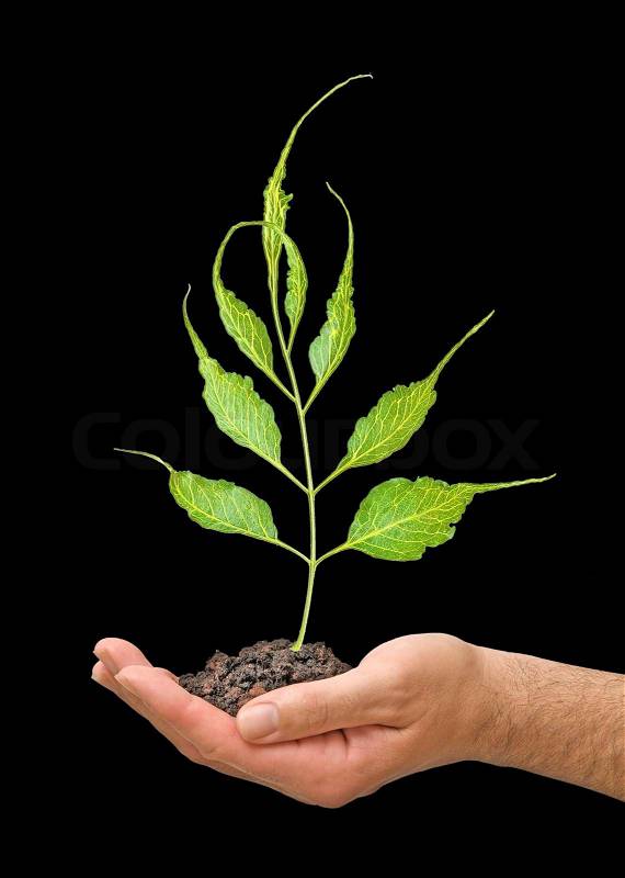 Sprout in palm as a symbol of nature protection, stock photo