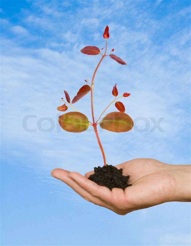Sprout in palm as a symbol of nature protection, stock photo