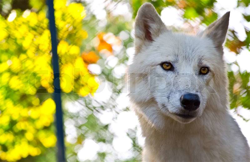 Face of white wolf, stock photo