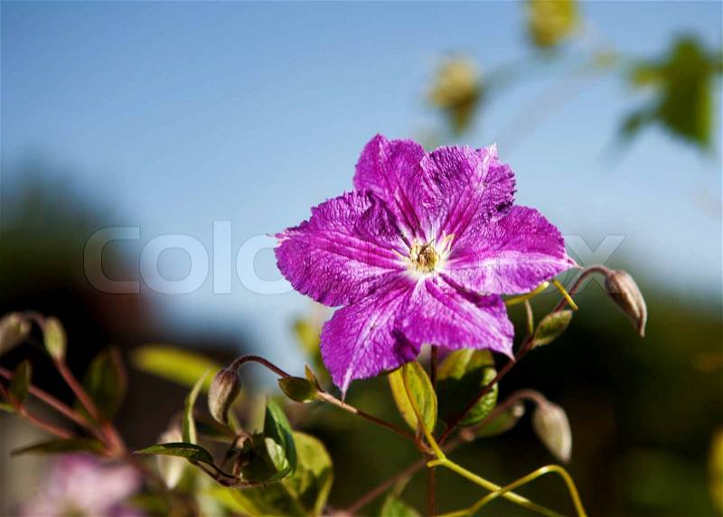Purple flower in full blossom against blue sky with shallow depth of field focus on flower\'s center, stock photo