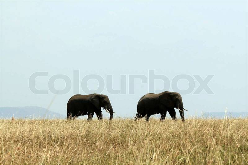 Elephant Couple, stock photo