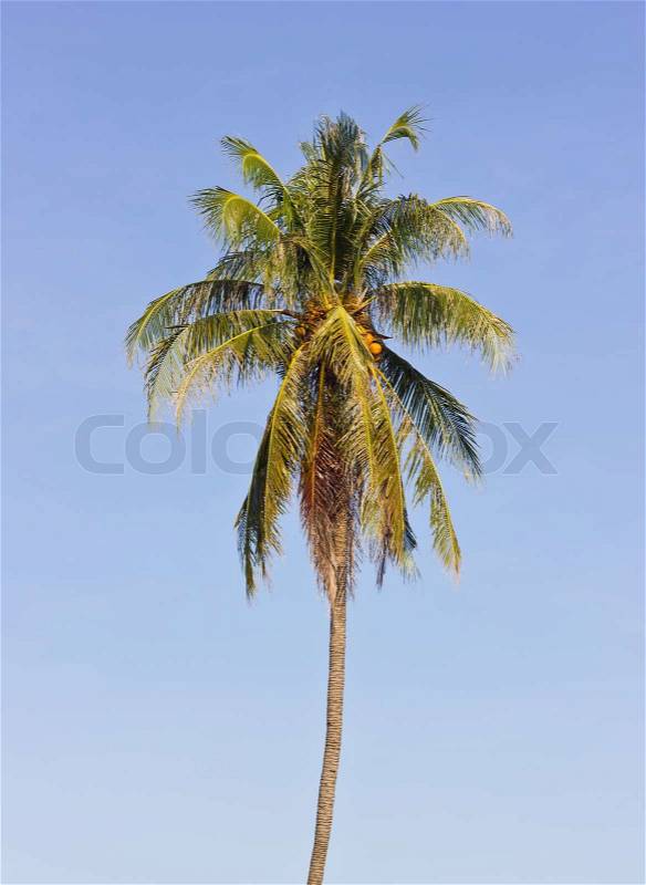 Coconut palm tree and blue sky, stock photo