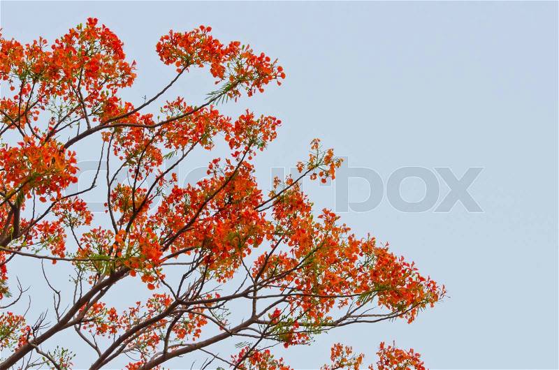 Peacock flowers on poinciana tree, stock photo