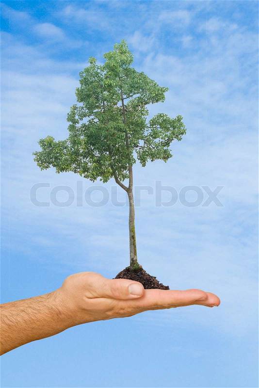 Tree in palm as a symbol of nature protection, stock photo
