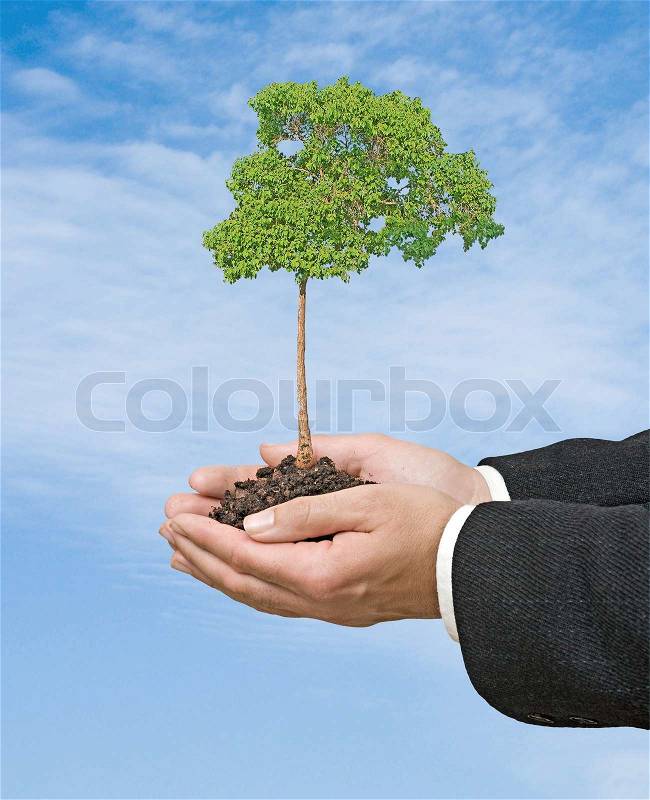 Tree in hands as a symbol of nature protection, stock photo