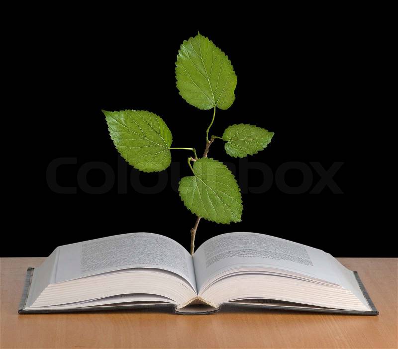 Tree growing from a book, stock photo