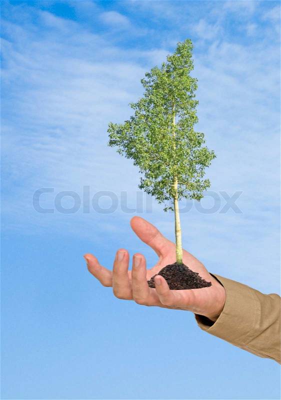 Tree in palm as a symbol of nature protection, stock photo