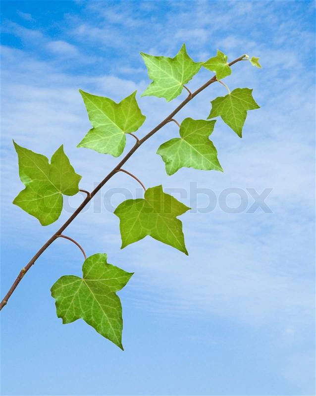 Close up of ivy, stock photo