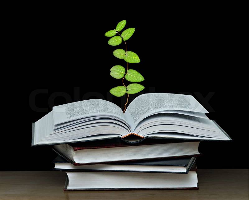 Plant growing from open book, stock photo