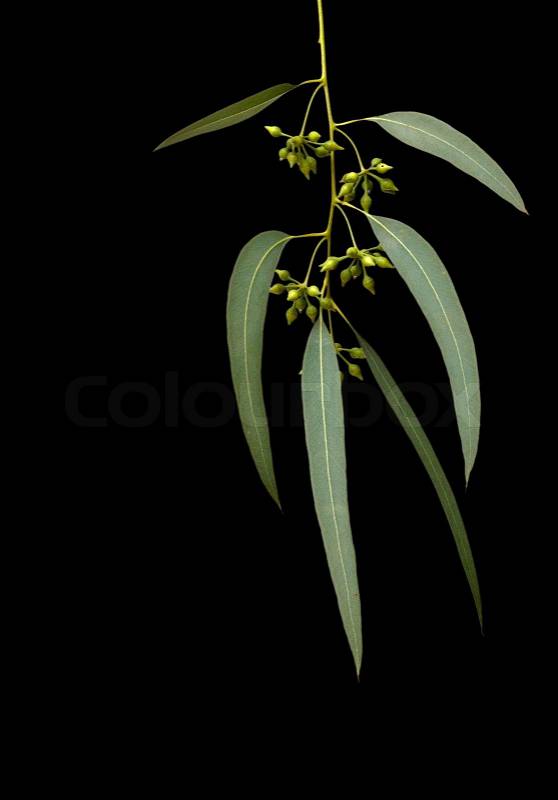 Eucalyptus branch isolated on black background, stock photo