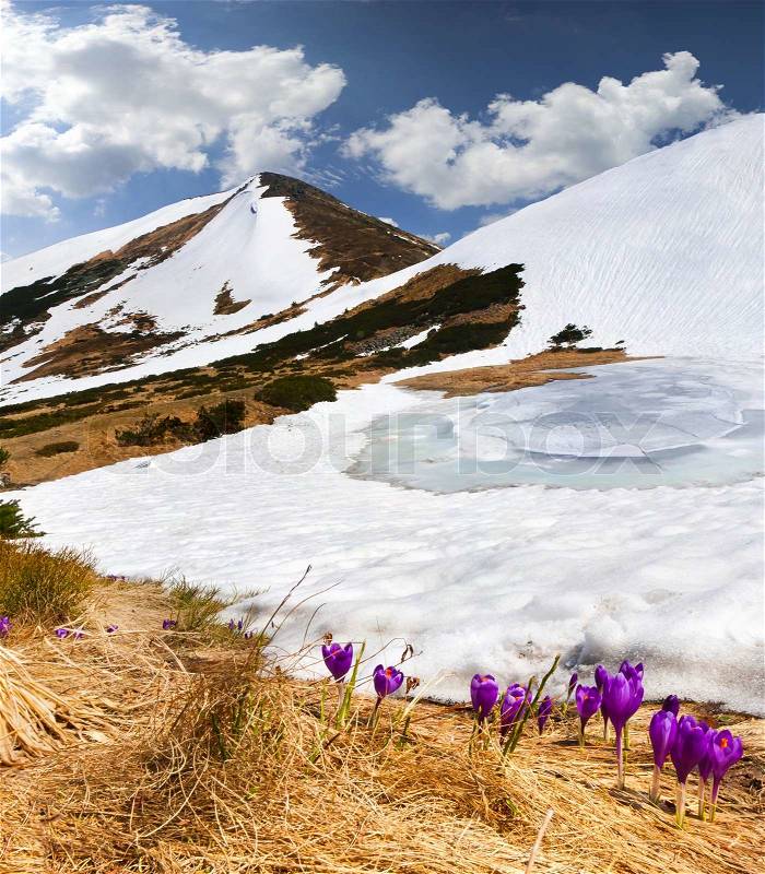 Crocuses bloom in spring in the mountains, stock photo