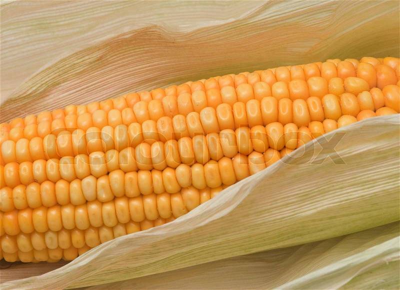 Corn ear, stock photo