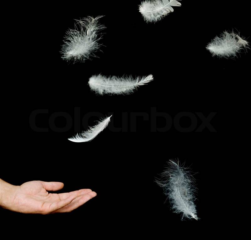 Close up of white feathers falling to hand, stock photo