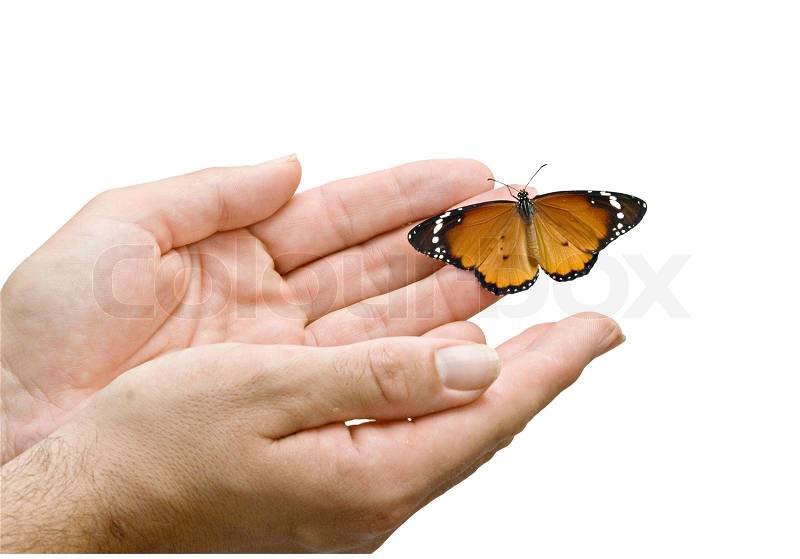 Monarch butterfly in hands, stock photo