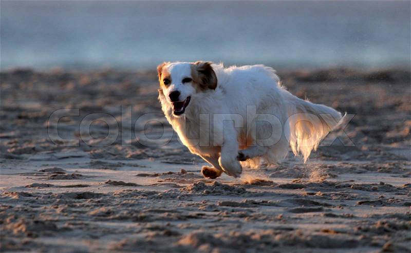 Small white dog running on the beach, stock photo