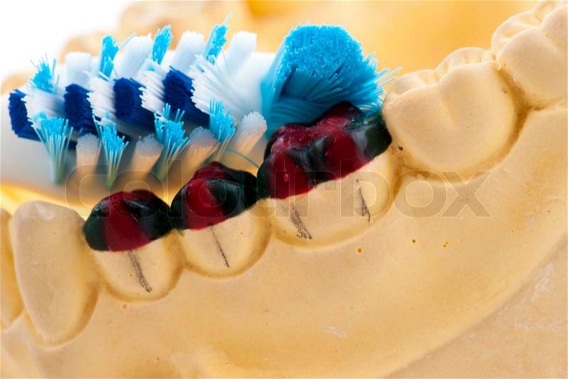 Casting of teeth model and toothbrush, Showing How to brush the teeth, stock photo