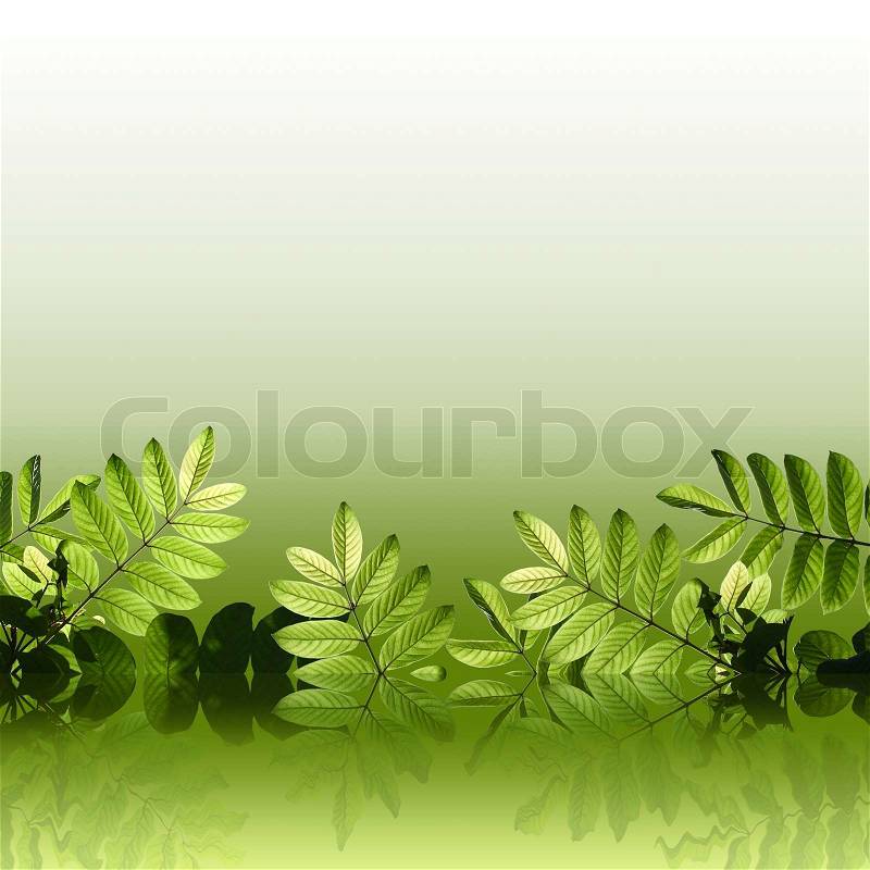 Green foliage, stock photo