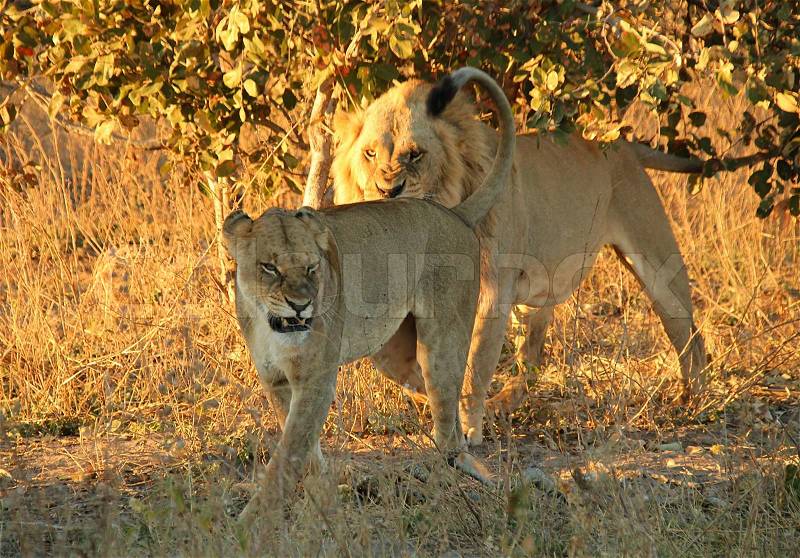 Lion Couple with Angry Looks, Walking in the Bush, Khwai River, Botswana, stock photo