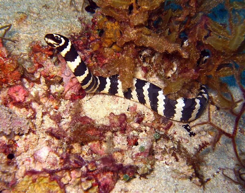Banded Sea Snake (aka Yellow-lipped Sea Krait - Laticauda Colubrina), Snake Island, Panglao, Philippines, stock photo