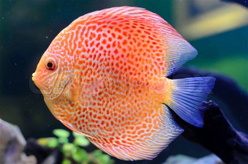 Discus fish, Orange Symphysodon Discus in aquarium, stock photo