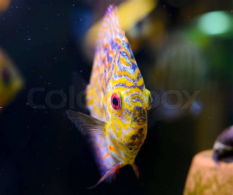 Discus fish, yellow Symphysodon Discus in aquarium, stock photo
