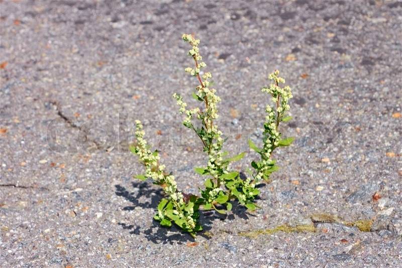 Quinoa plant on asphalt, stock photo