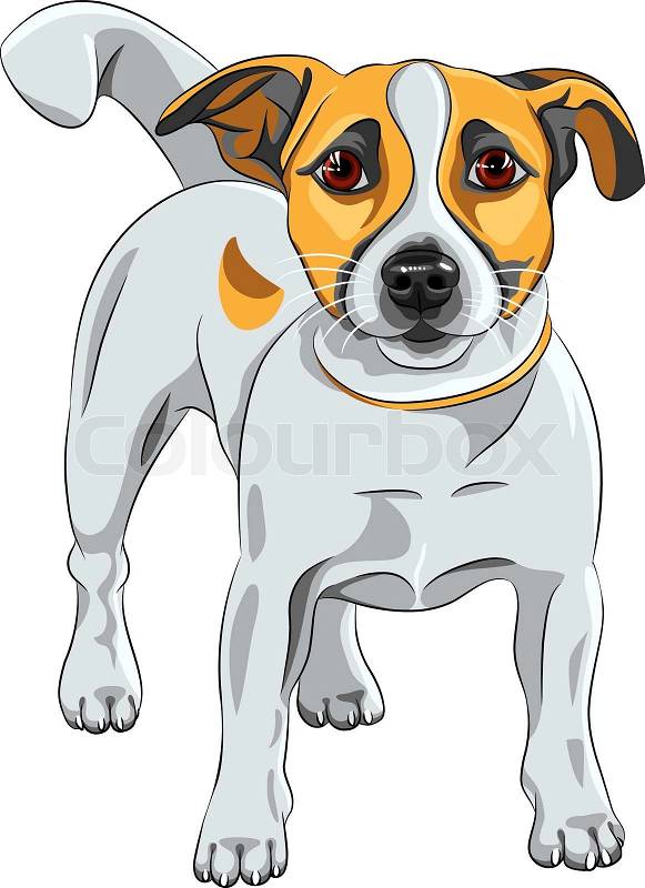 clip art jack russell dog - photo #47